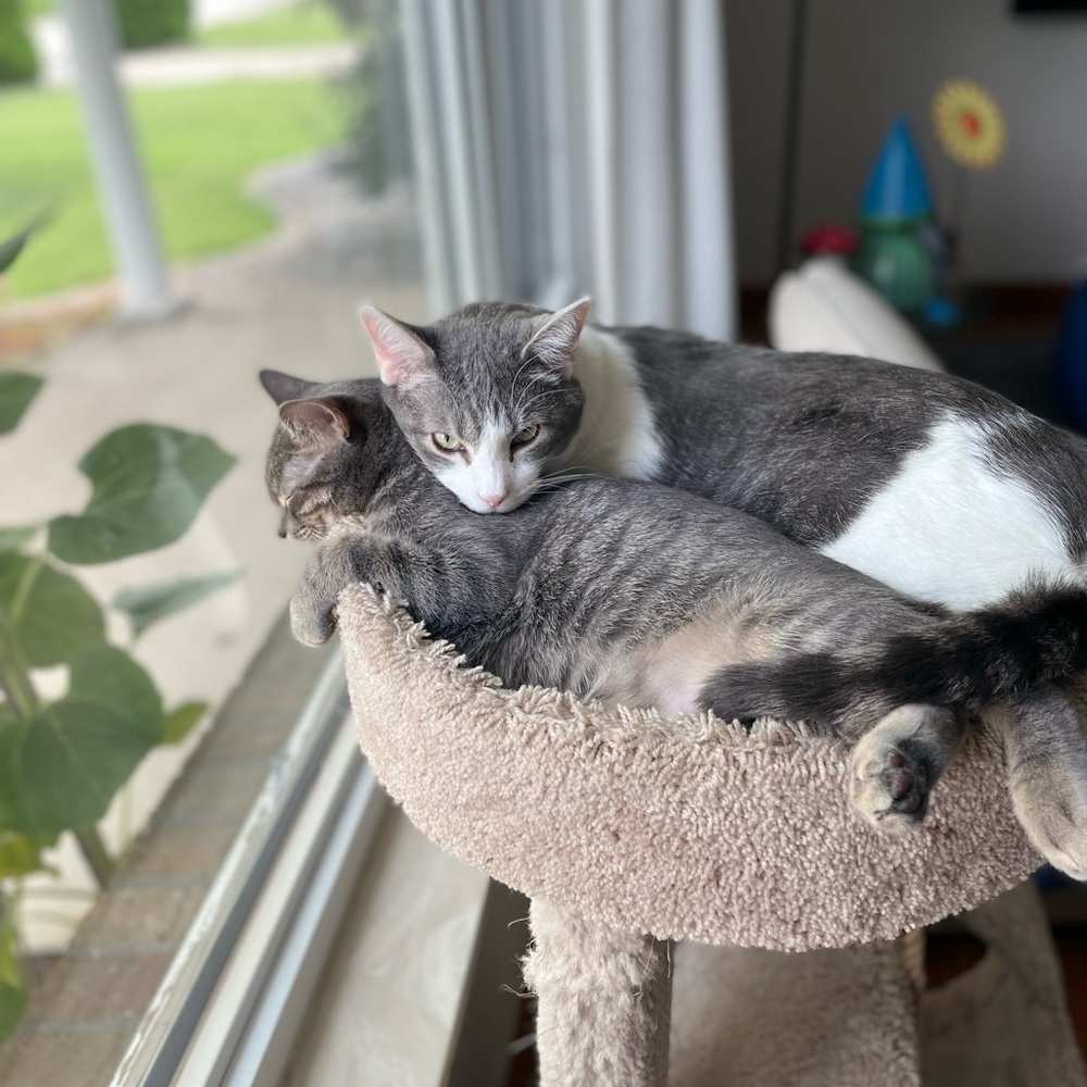 George & Daisy - Picture 7 of 12